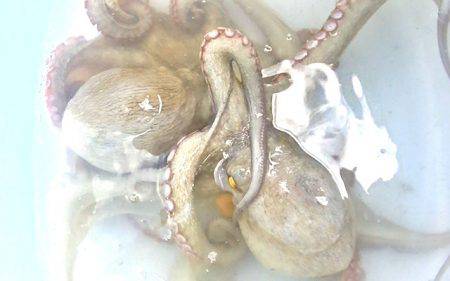 焼津港で良型のタコとカマス